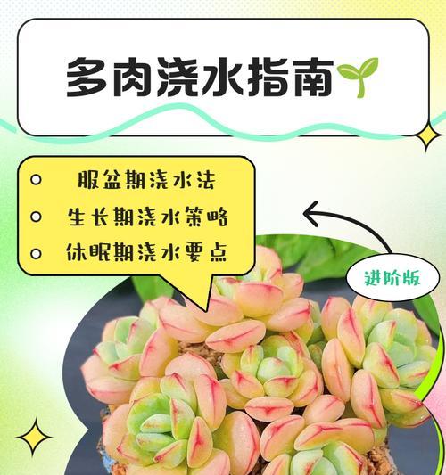 玉麒麟浇水的正确方法（打造健康繁茂的玉麒麟，从正确的浇水开始）