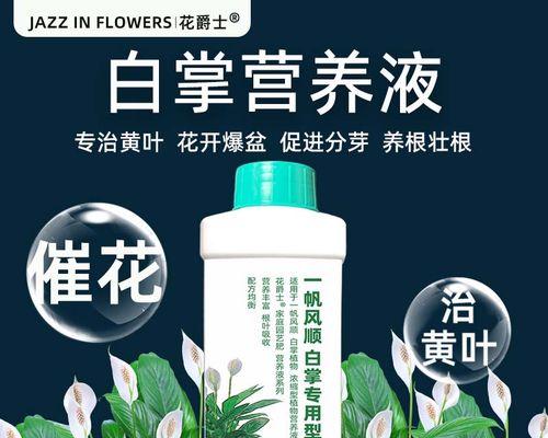 白掌水培叶子发黄的原因及解决方法（白掌水培叶子发黄的补救措施及注意事项）
