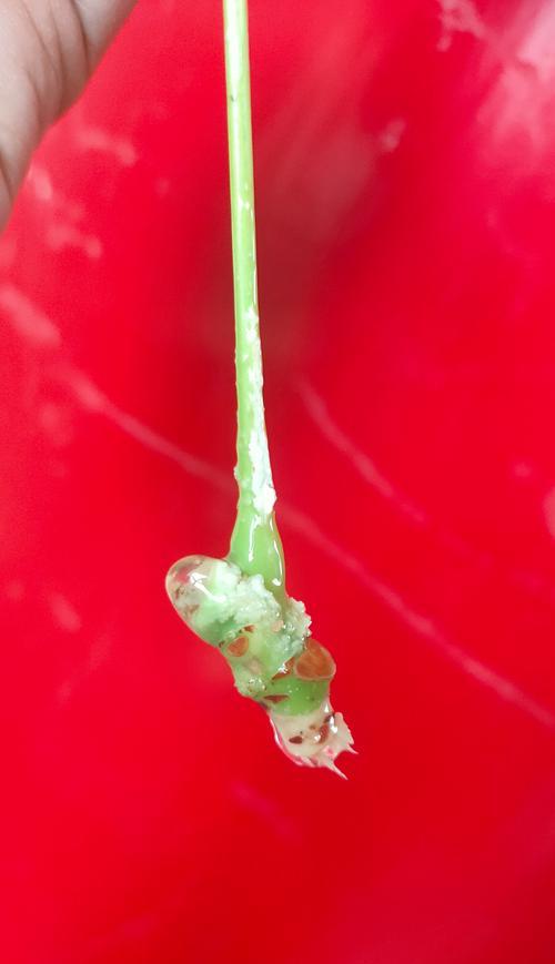 为什么发财树不生根？（探究发财树生根困难的原因与解决方法）