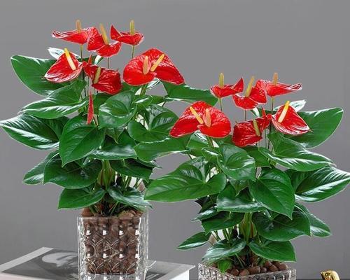 红掌花为何会褪色？（探究红掌花褪色原因和对策）