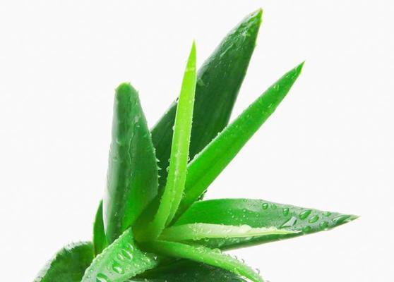 芦荟叶插繁殖方法及注意事项（掌握正确方法，让芦荟繁殖更健康）
