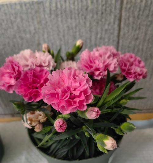 家庭养护康乃馨的方法与技巧（打造美丽花园，从康乃馨开始）