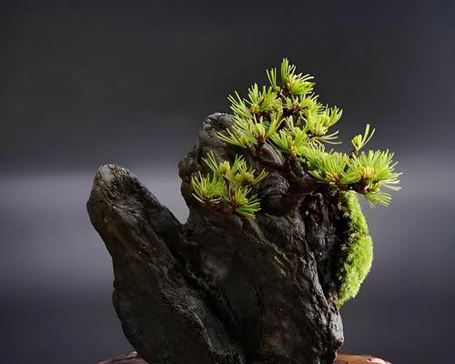 以护盆石为主题的摆放艺术（打造宜人生活空间，提升居家品味）
