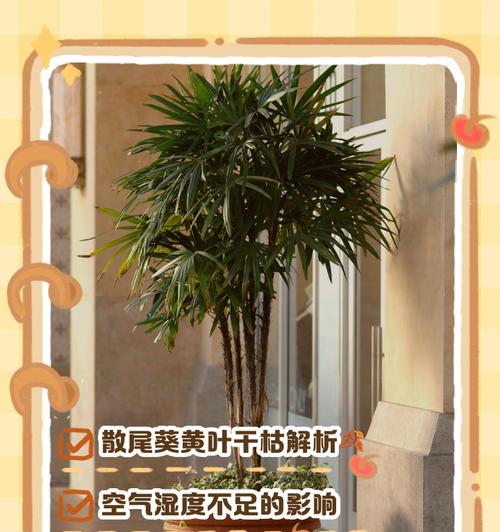 散尾葵叶子为何会长白毛？（探究散尾葵叶子长白毛的原因及其生理意义）