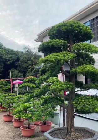 罗汉松秋季叶子发黄的原因和处理方法（探究罗汉松叶子发黄的因素以及有效的护理方式）