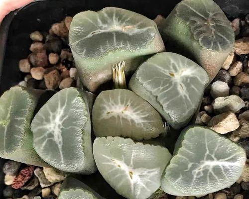 插法解析（十二纹多肉植物插植技巧详解，让你的植物生根发芽）