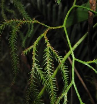 了解石松——一种神奇的植物（探寻石松的生物学特征及应用价值）