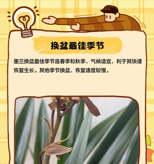 以墨兰换盆后的浇水与施肥方法（墨兰换盆后如何正确浇水和施肥，）