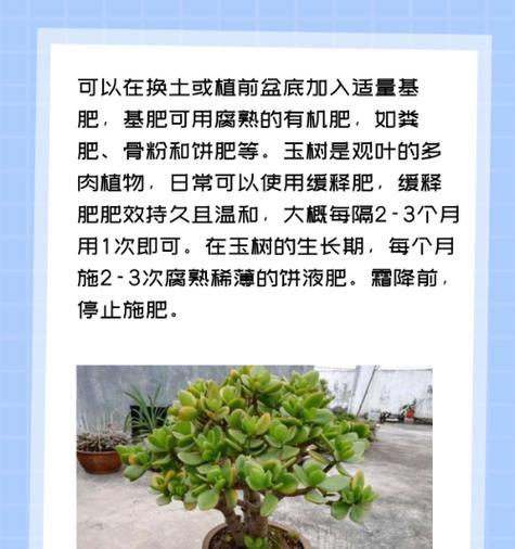 探秘如何养好栽玉树（从选种到管理，助你成为栽玉高手）