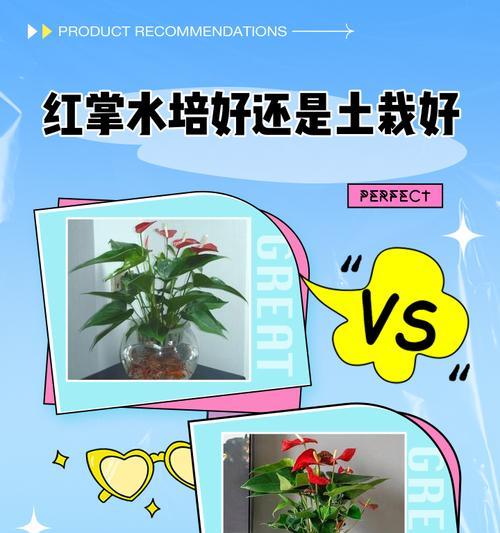 以水培红掌根部的有效杀菌方法（保护红掌健康，拒绝病菌侵袭）