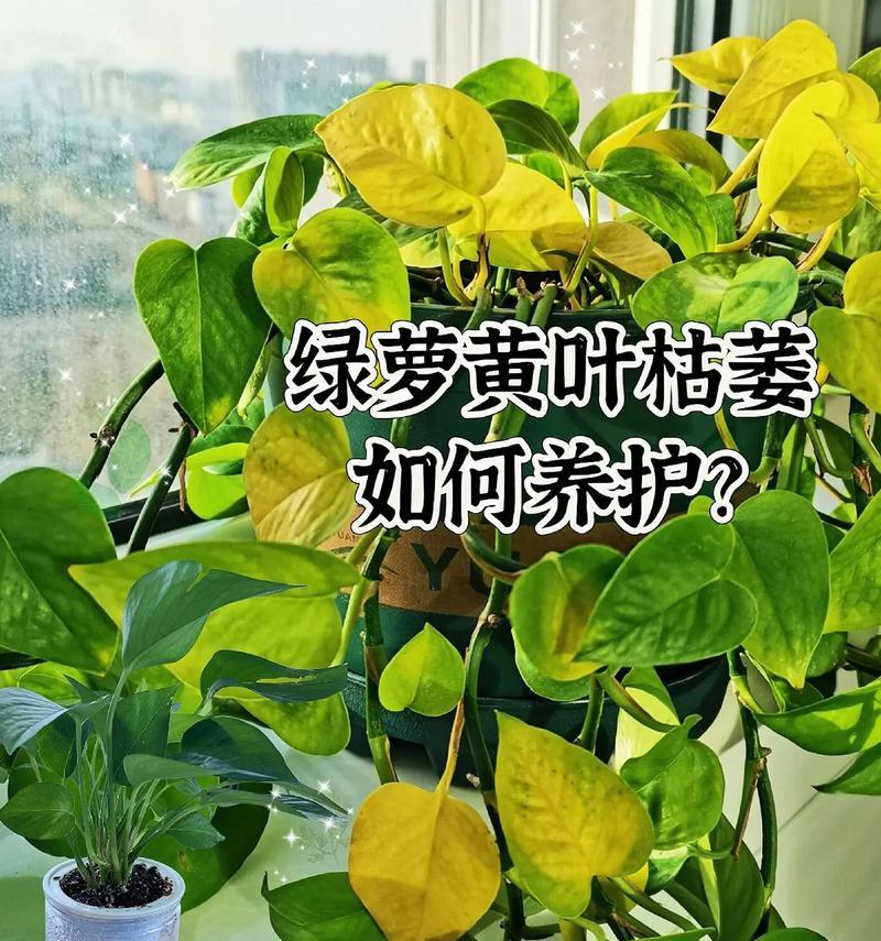 让绿萝茂盛生长的秘诀（掌握关键技巧，打造繁茂绿萝天堂）
