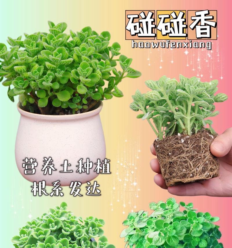 如何判断碰碰香扦插是否成功了吗？（掌握关键要点，轻松鉴别香扦插的成败）
