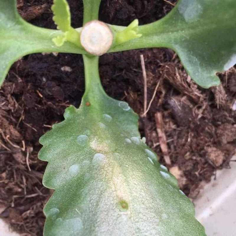 寒冬来临，如何应对长寿花灰霉斑（保护长寿花，预防灰霉斑的最佳方法）