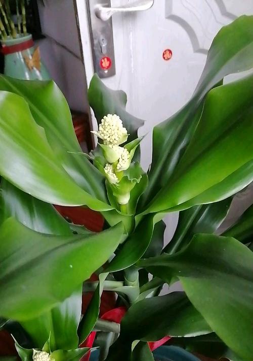 《如意开花，探秘绝美花朵的奥秘》（神奇异彩，如意开花的美丽与神秘）
