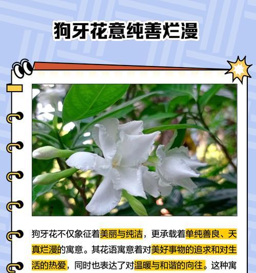 冬季如何照顾狗芽花（关爱你的狗芽花，让它们在寒冷的冬季中茁壮成长）