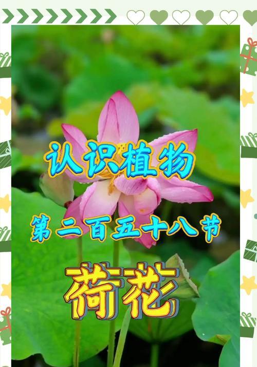 荷花的生长环境（水中的荷花、陆地上的荷花、适合荷花生长的环境）