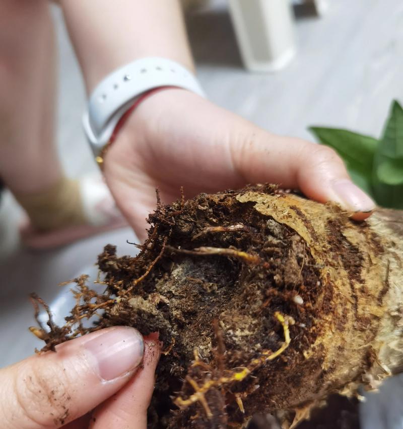 发财树根全部烂掉了，如何挽救？（发财树护理要点与恢复方法，保护你的财富）
