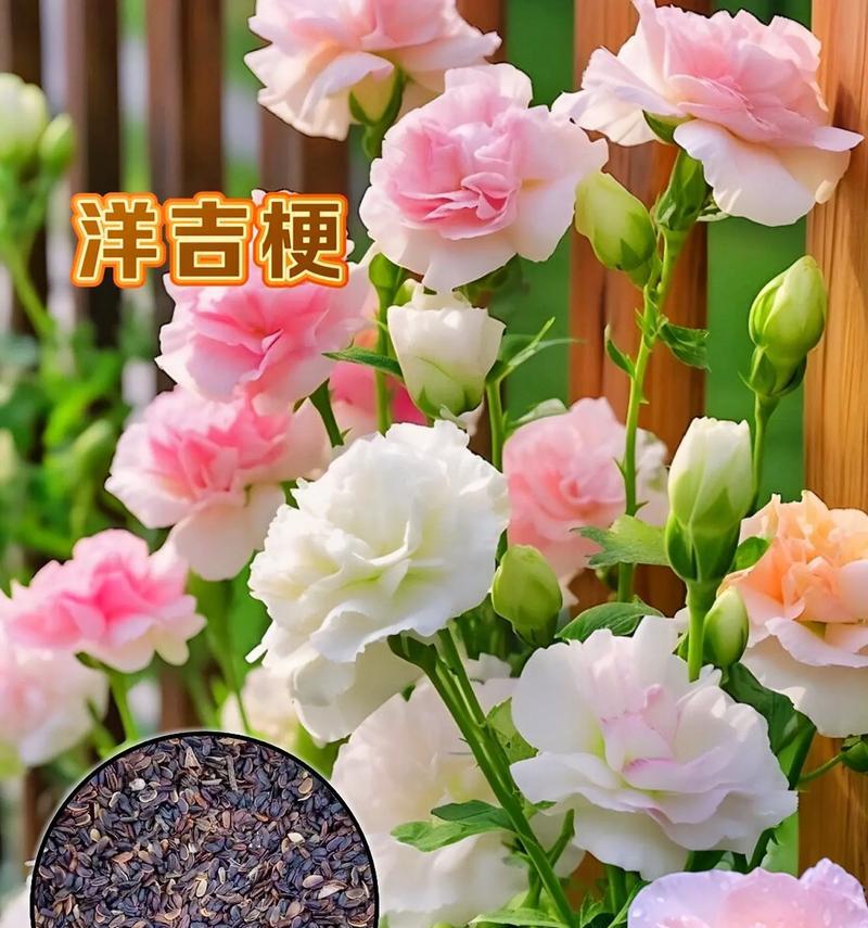 如何选择种植玫瑰的最佳时间（了解玫瑰种子的生长周期，保证您的花园生机盎然）