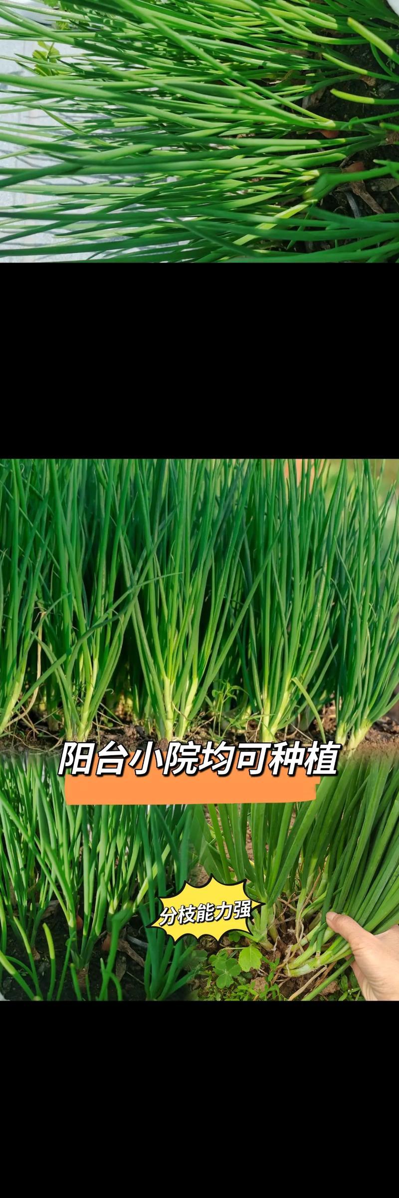 家庭种植小香葱的全程指南（从种子到收获，轻松在家种植小香葱）