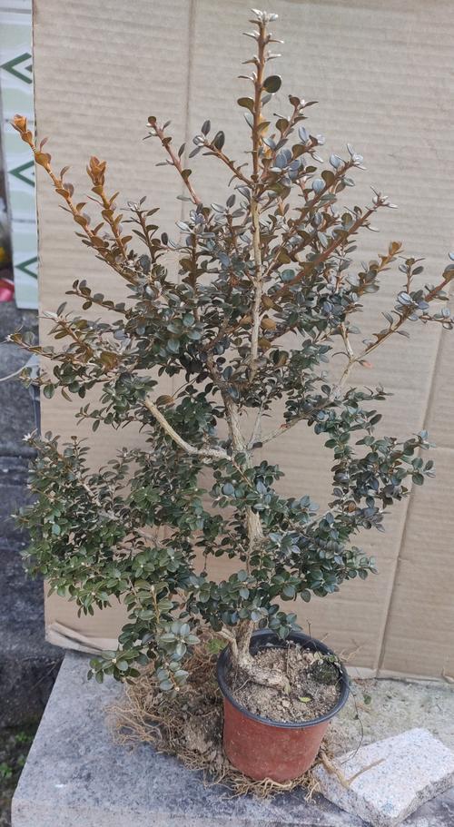 珍珠菜的养殖技巧与注意事项（从种植到收获，打造优质珍珠菜的秘诀）
