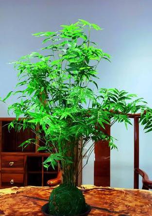 水培观音竹怎么养才更旺？（打造翠绿健康，秘诀曝光！）
