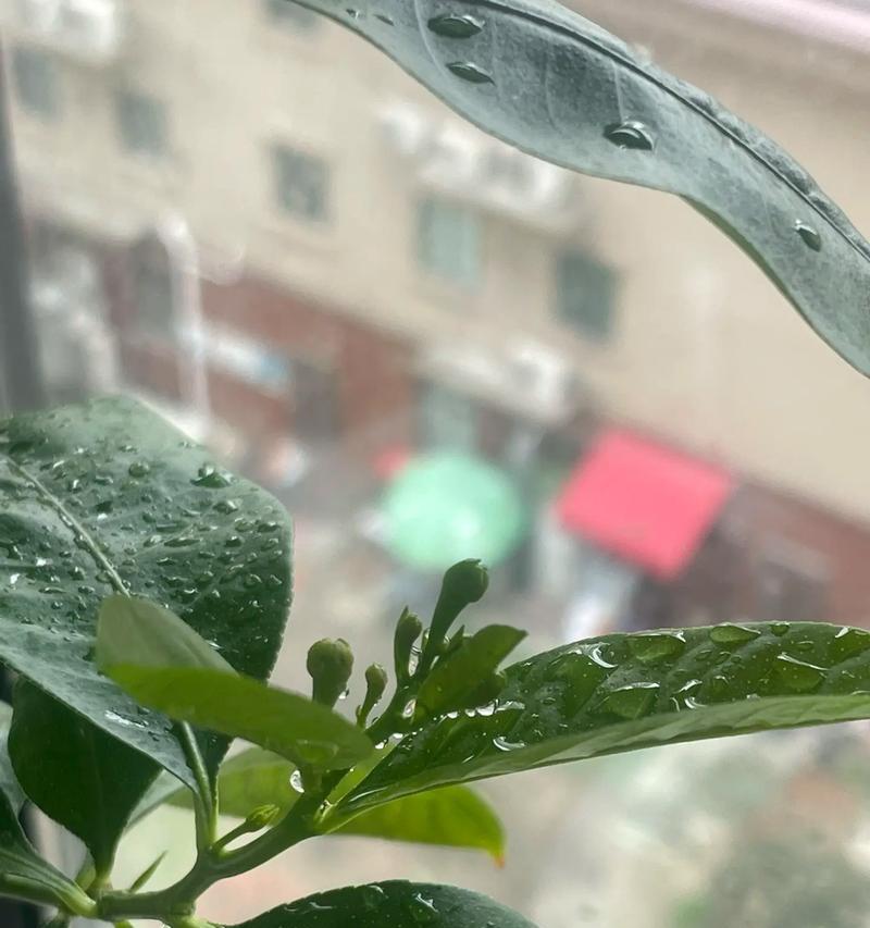 柠檬开花后为何会掉落（揭开柠檬开花掉落的奥秘，探寻其中的原因和解决办法）