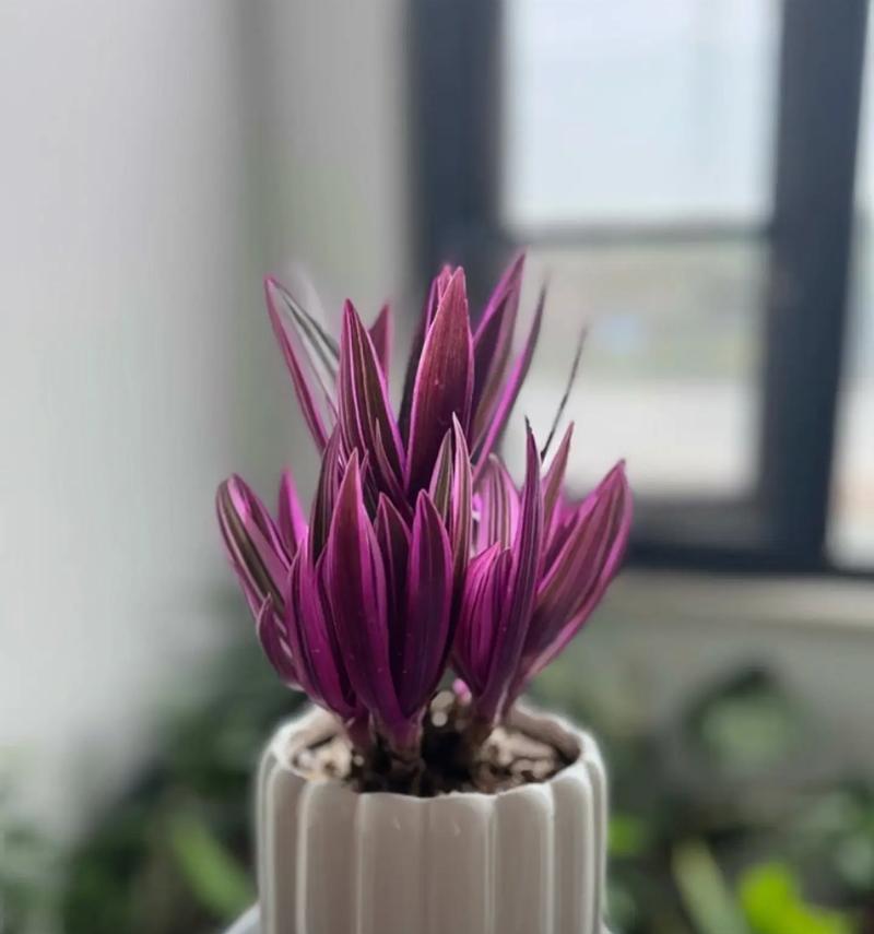 紫露兰的养护指南（打造绽放芬芳的紫露兰花园）