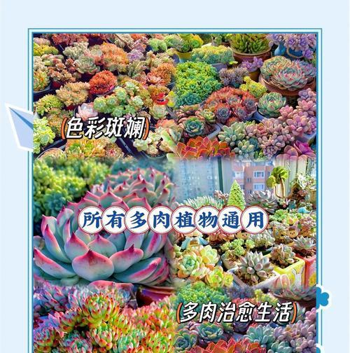 多肉植物如何防止徒长（多肉植物生长的关键问题及解决方法）