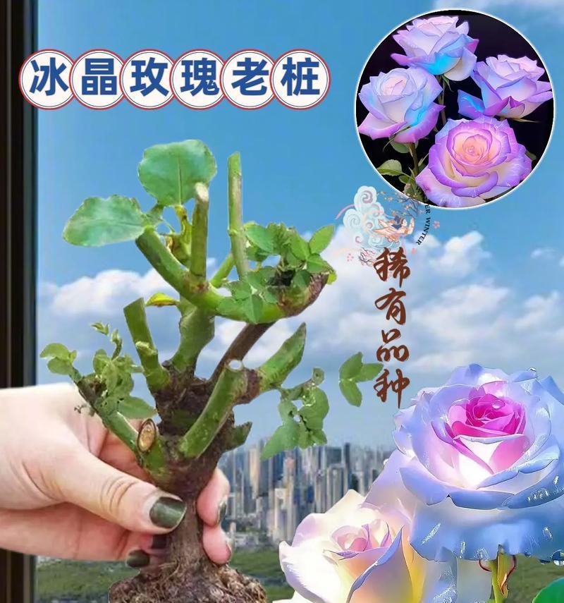 如何养护盆景沙滩玫瑰花（打造美丽花坛的关键技巧）