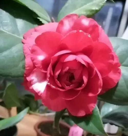 茶花被冻了怎么办？寻找恢复方法的秘诀（保护茶花免受冻害的关键提示）