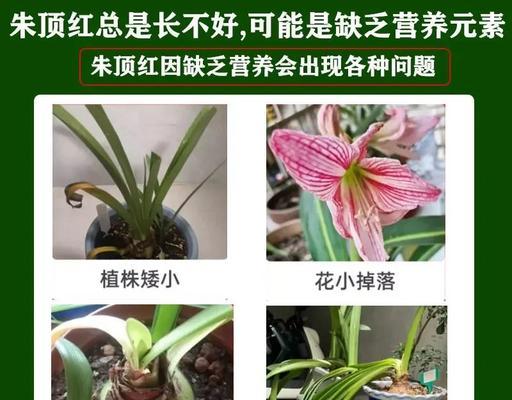 朱顶怎么一直开花的奥秘（揭秘朱顶的持续开花技巧）