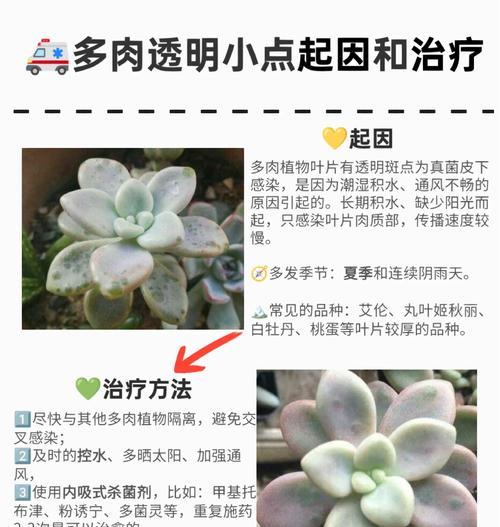 多肉掉叶子处理方法（教你如何处理多肉植物掉叶现象，让你的多肉更加健康）