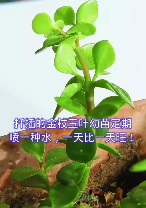 金枝玉叶在水里的养殖技巧（打造美丽水中花园，学会金枝玉叶的水培之道）