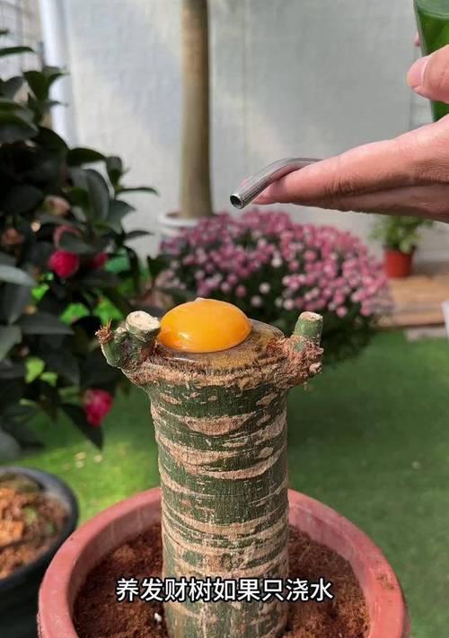 以花财树的养殖方法（打造盛开繁茂的花财树，赢得财富和美丽）
