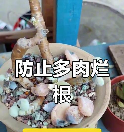 多肉花烂根怎么办？救救我的“胖嘟嘟”（多肉花烂根的原因及有效处理方法）
