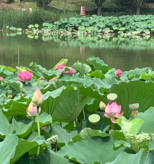 荷花生长不旺的原因及对策（探寻荷花生长不旺的原因，寻找解决之道）