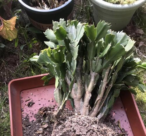 蟹爪兰冬季盆土出现虫子的处理方法（蟹爪兰盆土虫害处理，防止植株受损）