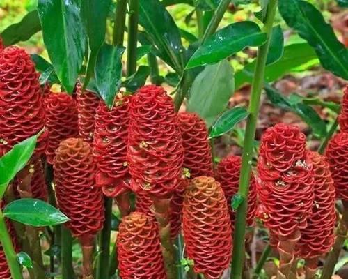 姜花为何不开花？（探寻姜花不开花的原因和解决方法。）