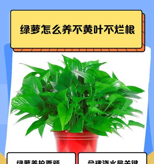 绿萝烂根的原因、治疗方法和护理技巧（绿萝的根烂了怎么办？教你如何挽救！）