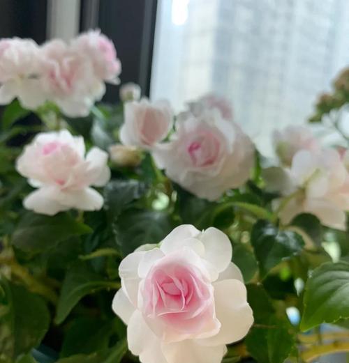 凤仙花重瓣的培育与照顾方法（打造美丽多彩的凤仙花花园）