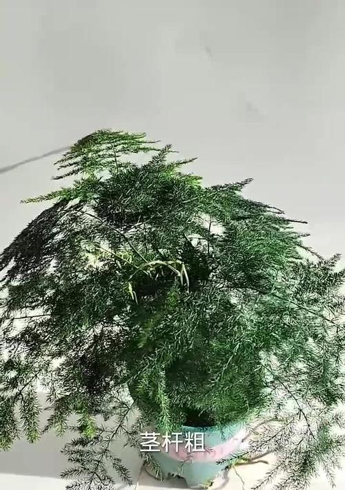 文竹窜杆子的秘密揭示（揭开文竹窜杆子的神秘面纱，让你大开眼界）