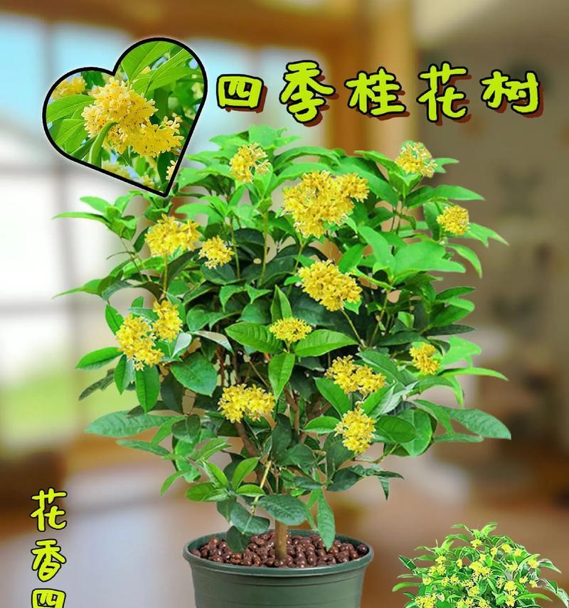 桂花树的寿命及生长特点