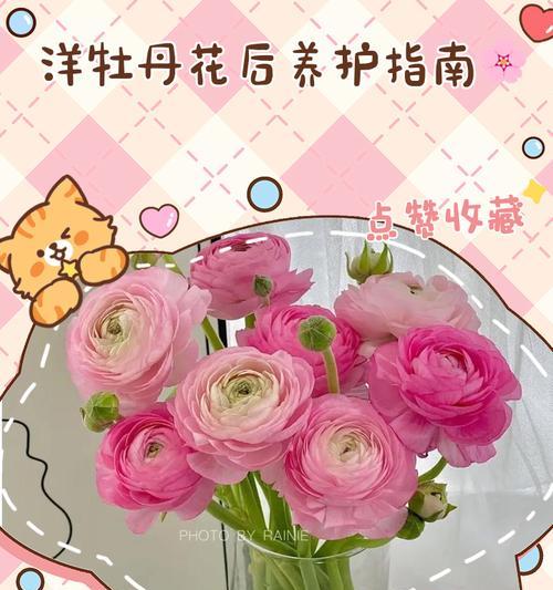 洋牡丹花谢后的美丽转变（一场花开花谢的生命旅程）