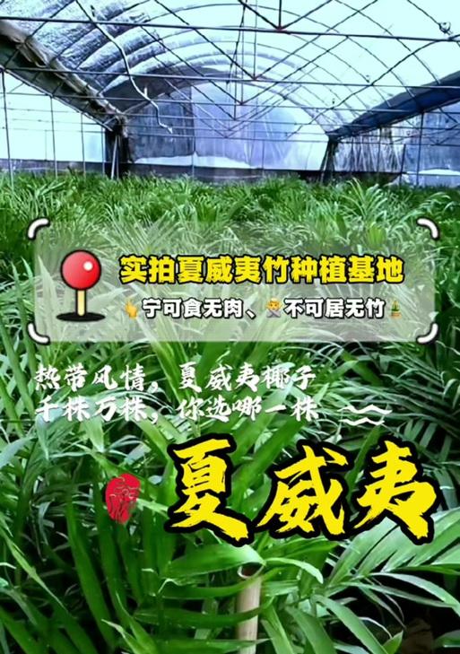 如何正确养护夏威夷叶子，打造绿意盎然的家居环境