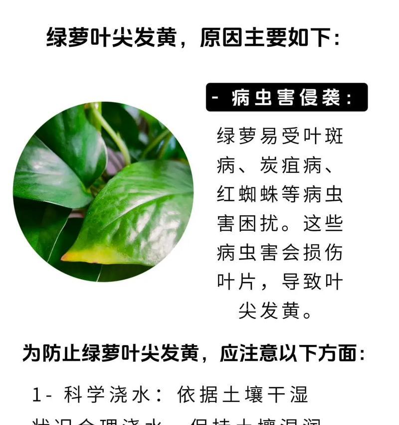 花叶子发黄，如何解决？（探寻养花过程中叶子发黄的原因及应对方法）