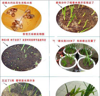 球种类花的繁殖方法（探秘球种类花的生殖奥秘）