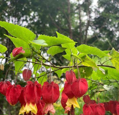 红灯笼花的养殖技巧（打造绚丽的红灯笼花花园）