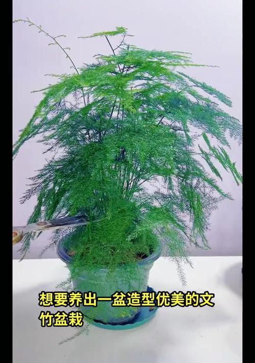探索文竹快速生长的秘密（以文竹怎么能长得快？揭秘加速生长的关键技巧）
