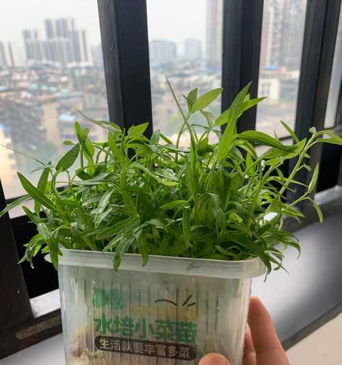 豆芽种植技巧详解（从无到有，打造自家豆芽园）