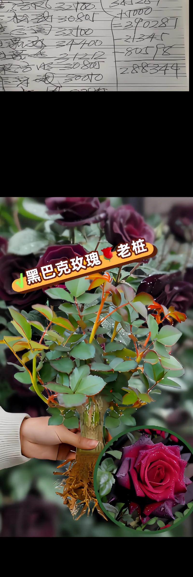 玫瑰花盆养的技巧与方法（打造盆栽玫瑰的花园风情）